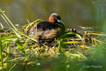 Little Grebe Nesting