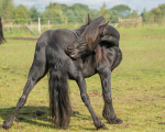 friesians 101-27