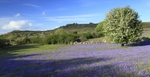 Bluebells & Blossom