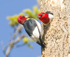 #2--Red-Headed Woodpecker Pair