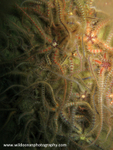 UML027: Brittle Stars