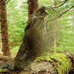 Male Ruffed Grouse in Drumming Mode