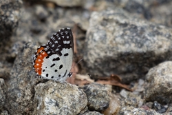 Red Pierrot