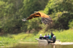 Black-collared Hawk portfolio