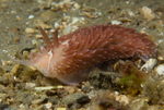 Aeolidia filomenae