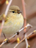 Close-up of Willow Warbler