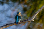Kingfisher 1