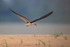 Black Skimmer flying over beach, Rio Sao Lourenco, Brazil