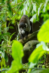 White-nosed Coati, Casa Corcovado, Costa Rica