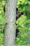 Black Bear cub in tree, Minnesota, USA