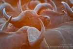 Buffalo at sunrise