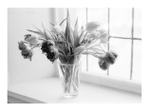 Accidental Exposure - Tulips