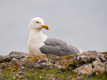 Herring Gull