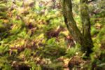 Autumn Blur