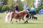 Class 26 - Shetland Ponies and Minitures portfolio