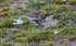Shorelark.