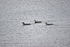 Great Northern Divers