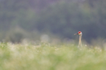 Sandhill Crane head above bushes, Harns Marsh, Florida