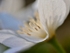 Macro White Clematis, Side View