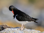Magellanic Oystercatcher preening, Carcass Island, Falklands