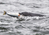 Chanory point, Bottle nose dolphins