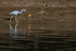 Little Blue Heron, Sierpe River, Costa Rica
