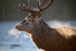 Stag _ AGTO117