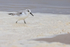 Sanderling foraging in foam, Studland Bay, Dorset