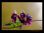 Aconitum hemsleyanum 1