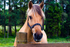 Horse - 9554