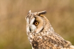 Long Eared Owl portfolio