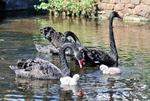RSPO03 Postcard Black Swans and Cygnets