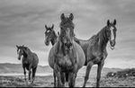 Horses