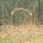 Short-eared Owl head-on, Hawling, Gloucestershire