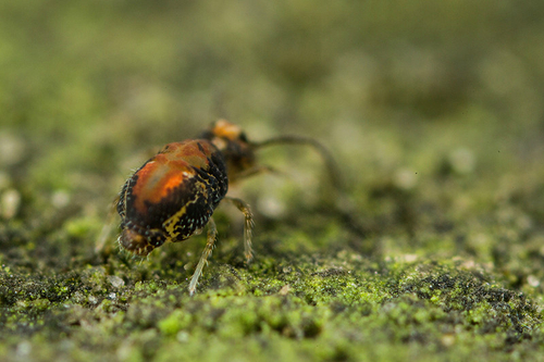 The "novel" Katiannid springtail currently designated [i]Katiannidae genus nov.1 sp. nov.[/i]. On a wall, Staffordshi…