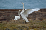 Whooper Swan