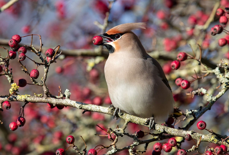 Waxwing - Hassop - Derbyshire