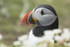 Puffin 6