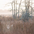 CASTALIA MARSH - GRAND MANAN, NB