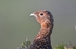 Red Grouse