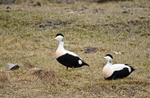 Eiders