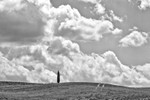 Lone Tree