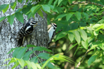 Hairy Woodpecker portfolio