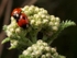 Two-spot Ladybird