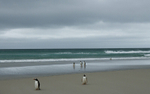 Saunders Island Beach