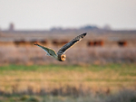 Short-eared Owl