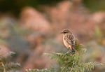 Stonechat