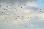 Barnacle Geese