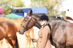 Class 208 - IH Veteran Horse portfolio