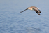 Black-bellied Plover flying, Fort De Soto Park, Florida